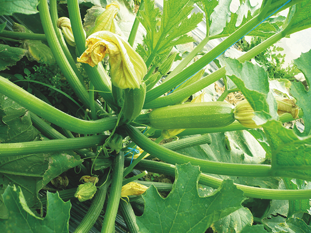 Courgette Forvet F1 100Grn