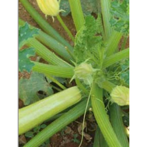 Courgette Nour F1 250Grn