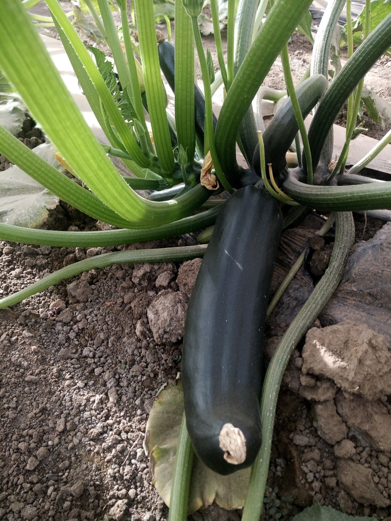 Courgette Salvador F1 100Grn