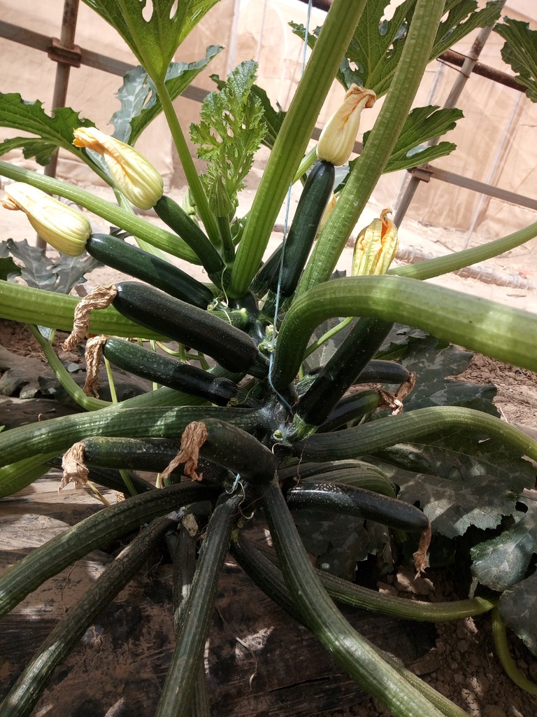 Courgette Salvador F1 20G