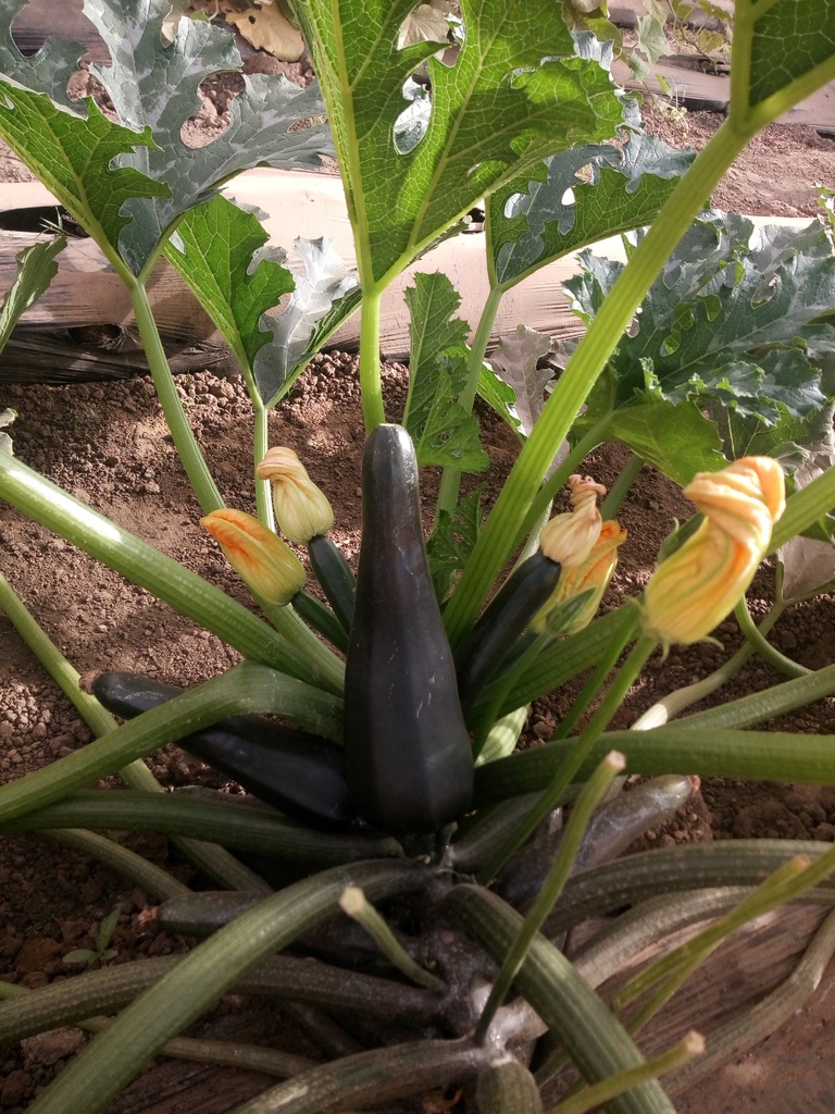 Courgette Salvador F1 250Grn