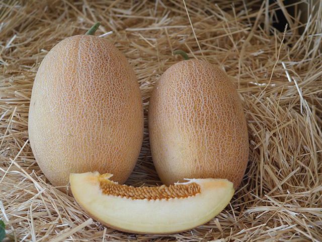 Melon Ahlam F1 250Grn