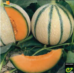 Melon Magnificenza F1 1000Grn