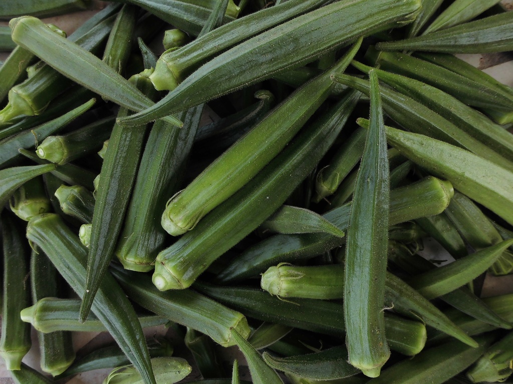 Gombo Okra Saloni F1 50G