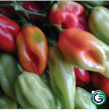 Piment Calor 5G