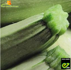 [SEZ0020] Courgette Millet F1 100Grn