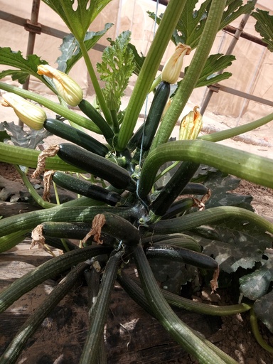 [SEZ0025] Courgette Salvador F1 20G